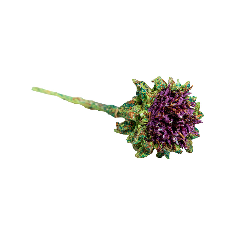Cardo Flor L Cardo Flor L